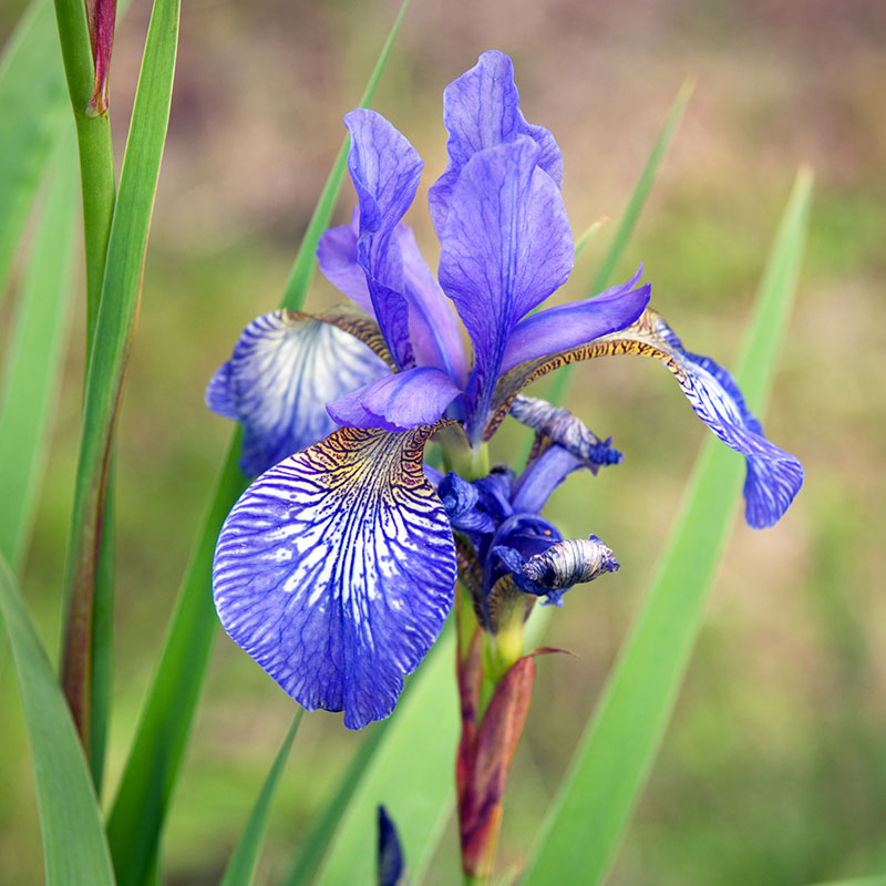 Wexthuset Rabattiris ’Blue King’ 15-pack