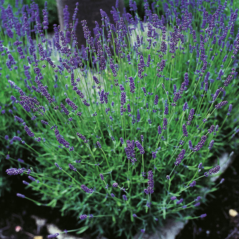 Lavendel 'Hidcote' 2L, 10-pack