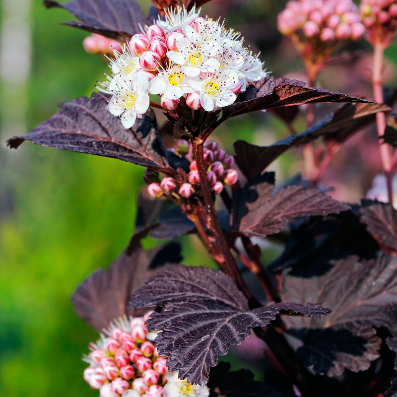 Smällspirea 'Tiny Wine', 1-pack