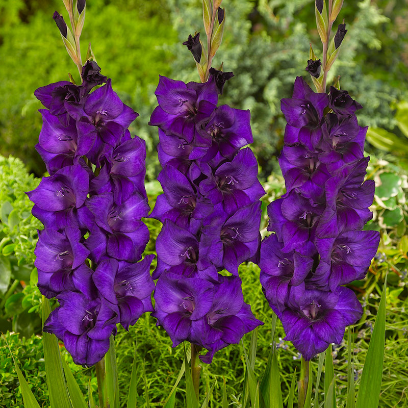 Knöl till Gladiol 'Purple Flora'