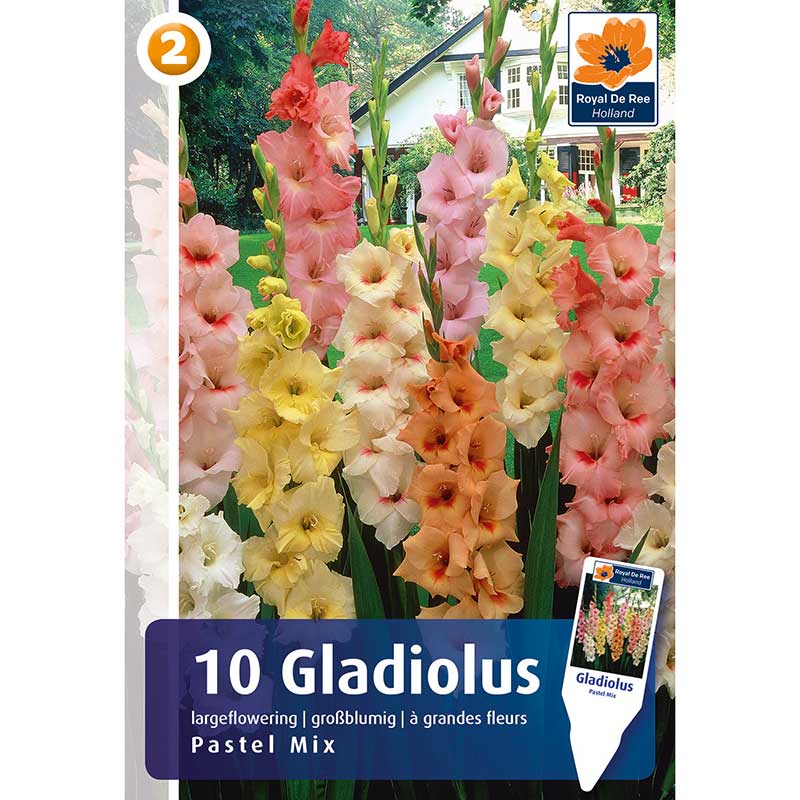 DeRee Gladiolus Pastel Mix