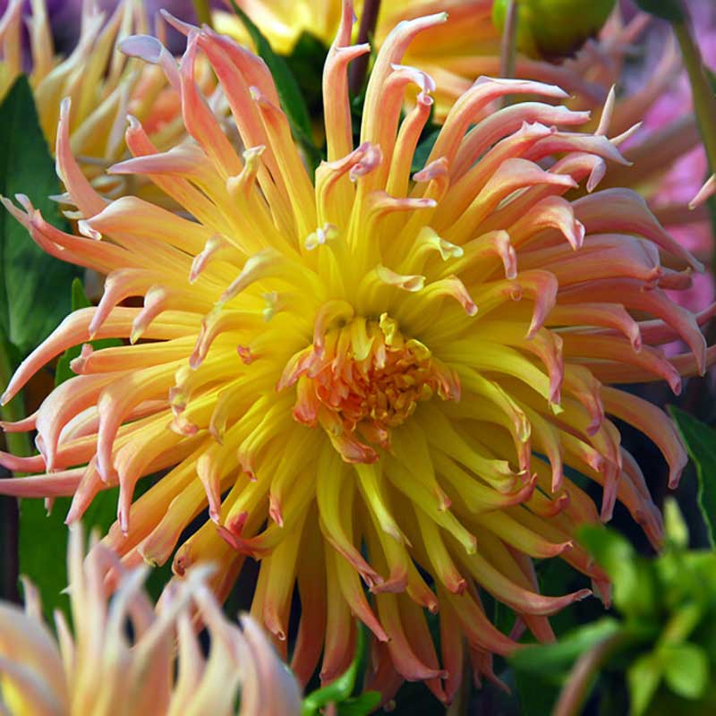 DeRee Kaktusdahlia ’Star Spectacle’