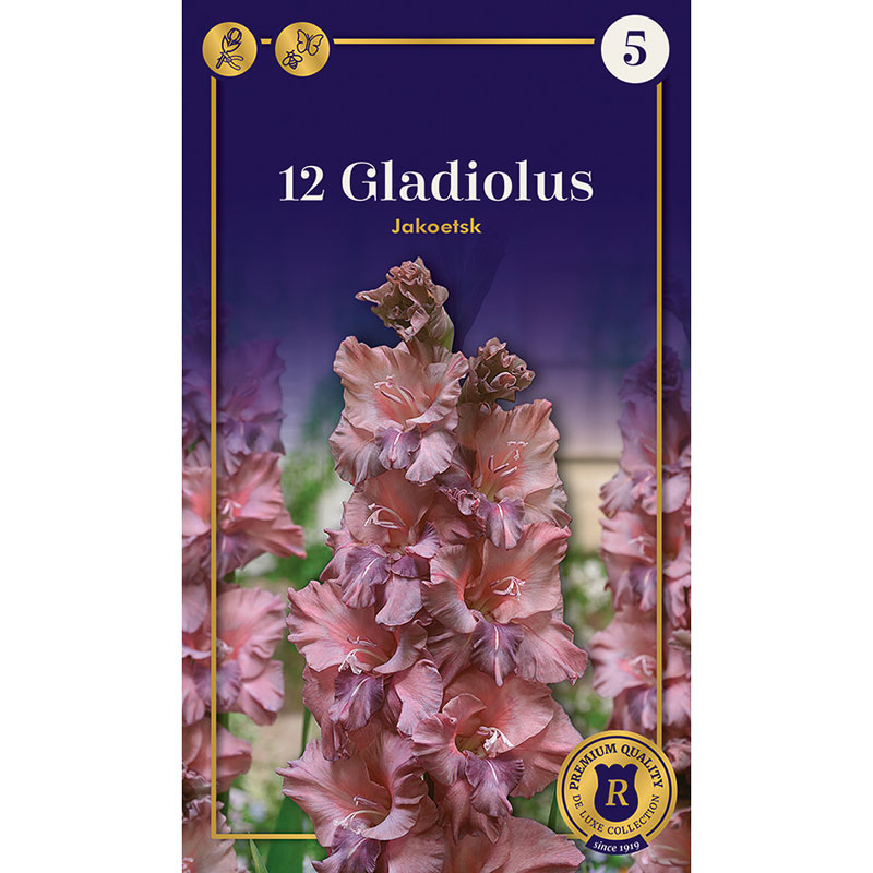 DeRee Storblommig gladiolus ’Jakoetsk’