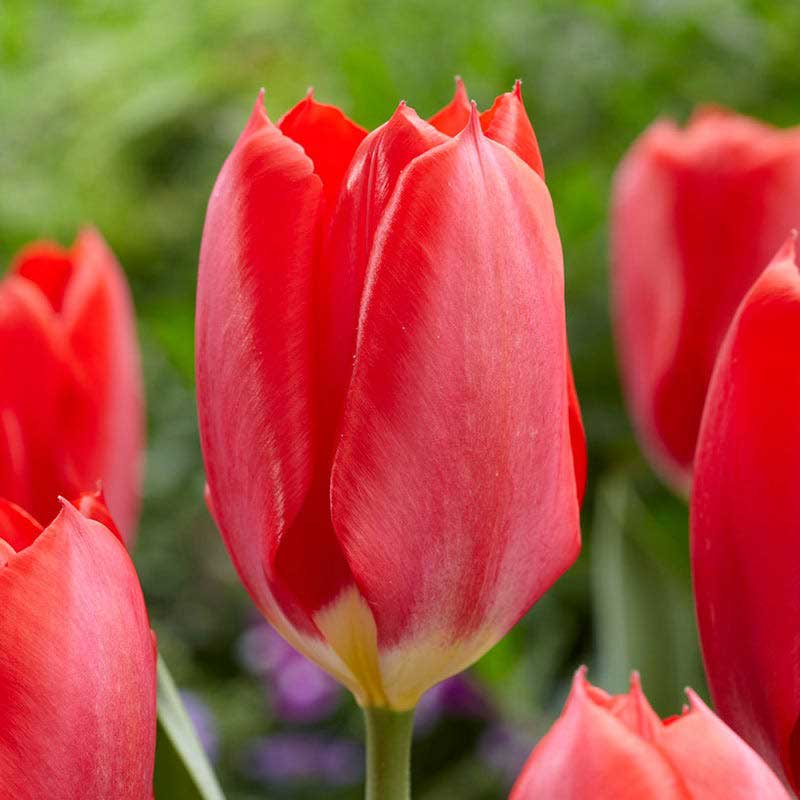 Tulpan 'Red Emperor' - Blomsterlök för höstplantering