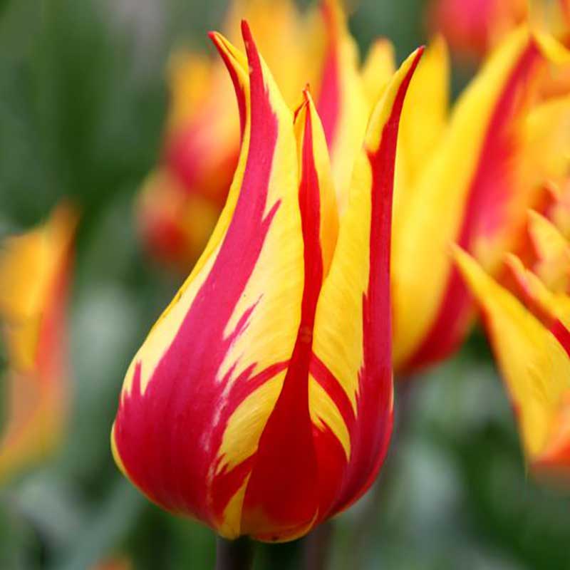 Tulpan, -lilje 'Firework' - Blomsterlök för höstplantering