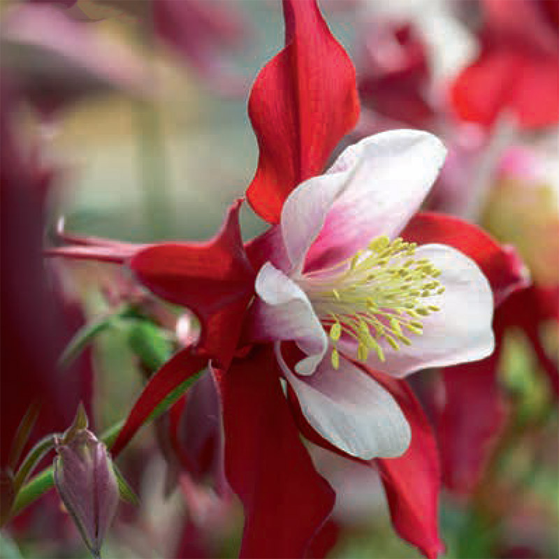 Barrotad Akleja 'Swan Red and White' Wexthuset