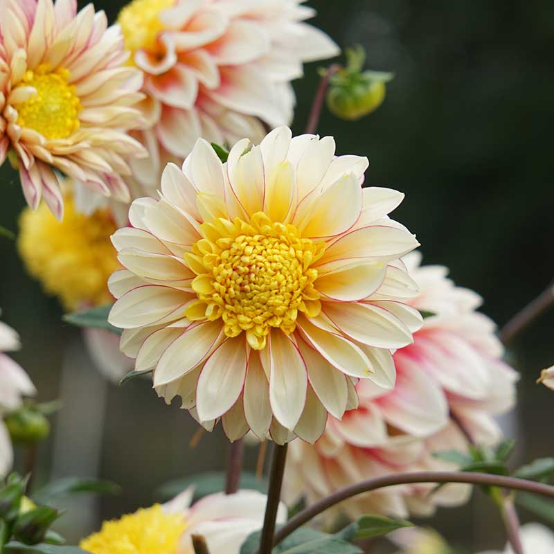 Anemondahlia 'Polka'