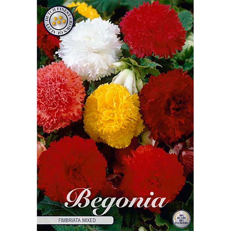 Begonia 'Fimbriata Mix'