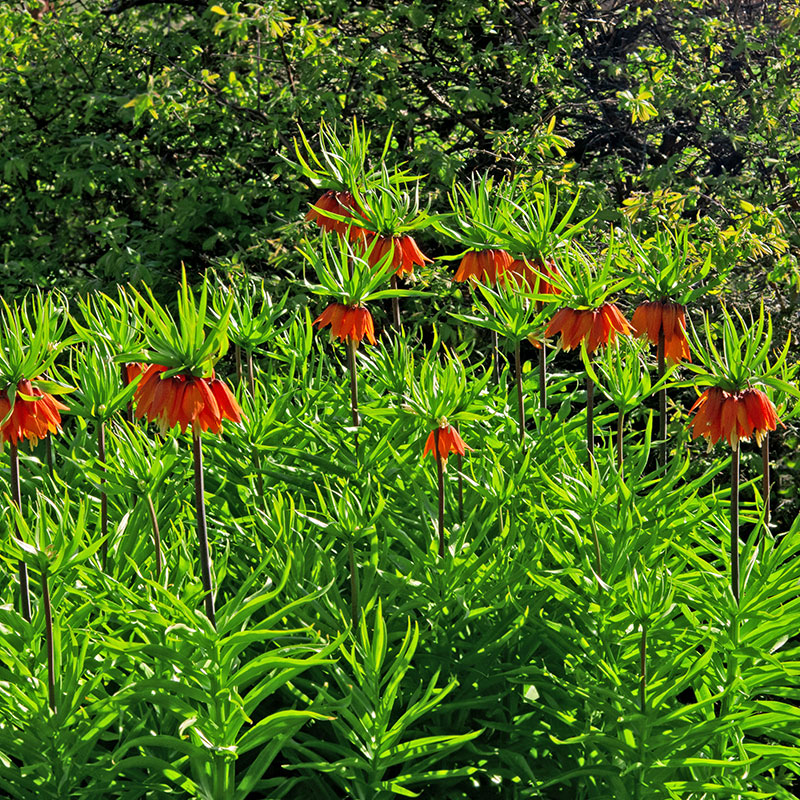 Kejsarkrona 'Garland Star'