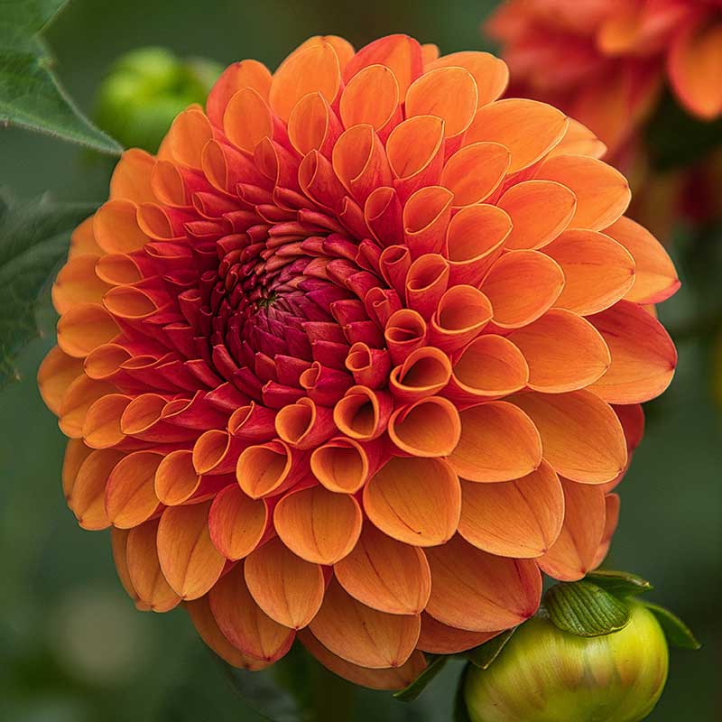 Bolldahlia 'Jowey Linda'