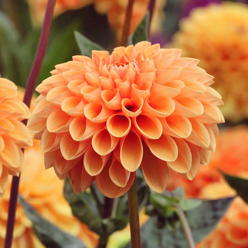 Bolldahlia 'Sylvia'