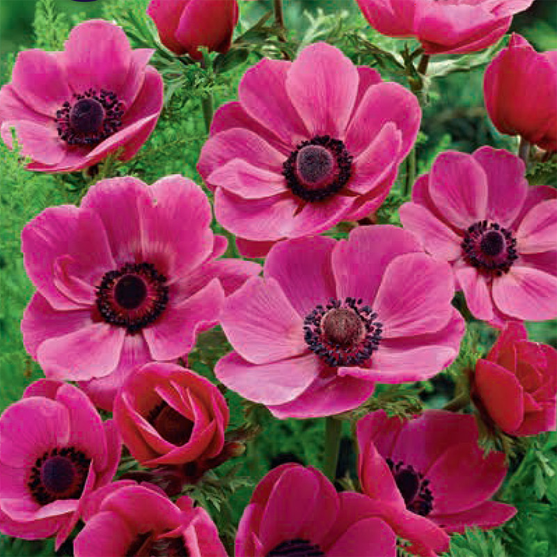 Bukettanemon De Caen 'Rosa'