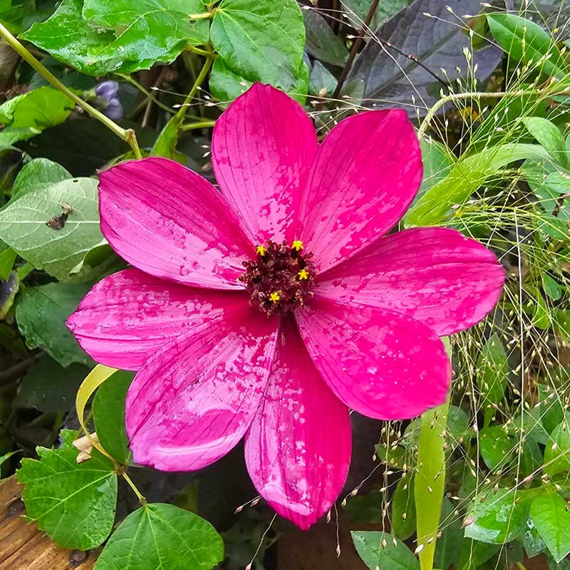 Chokladskära 'Cherry Chocolate'