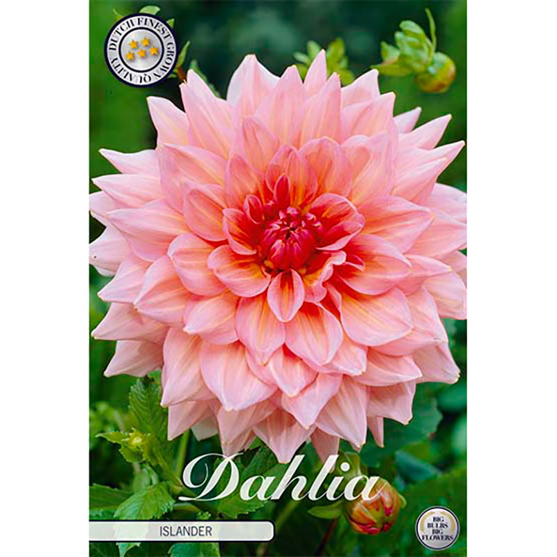 Dahlia 'Islander'