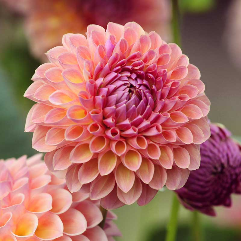 Bolldahlia 'Jowey Winnie'