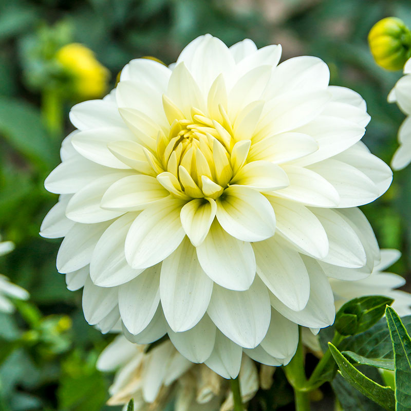 Dekorativdahlia 'Art Fair'