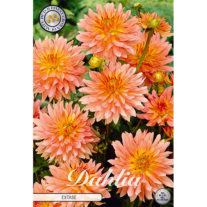 Dekorativdahlia 'Extase'
