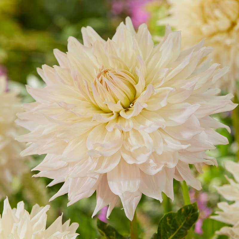 Dekorativdahlia 'Ka´s Cloud'