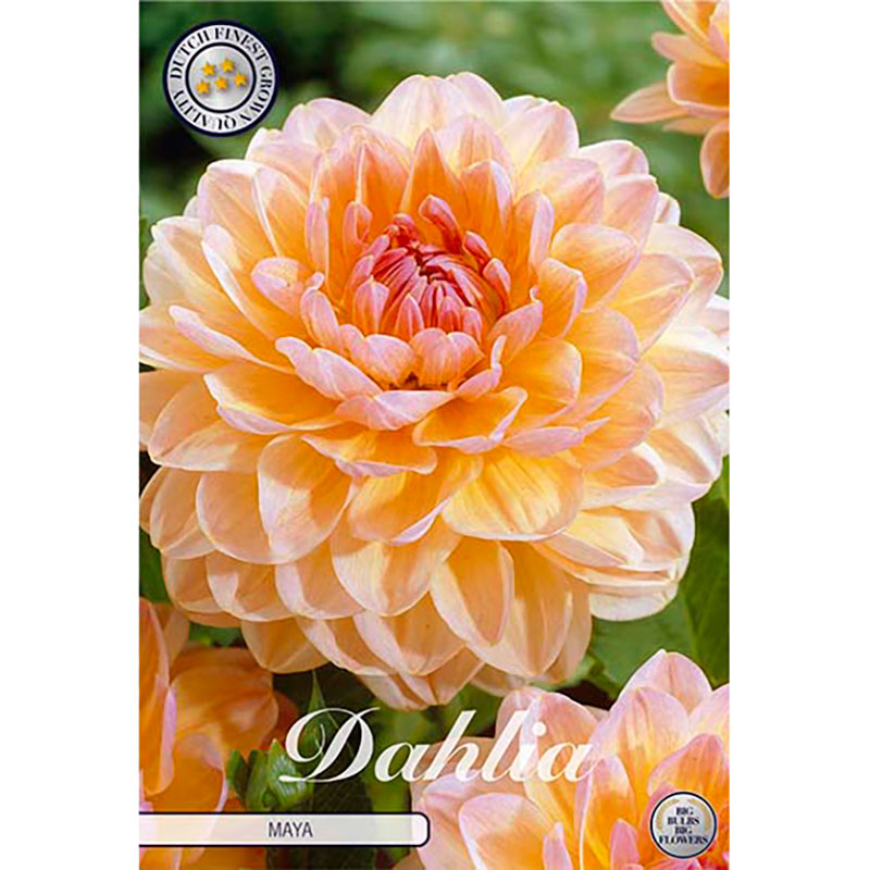 Dekorativdahlia 'Maya'