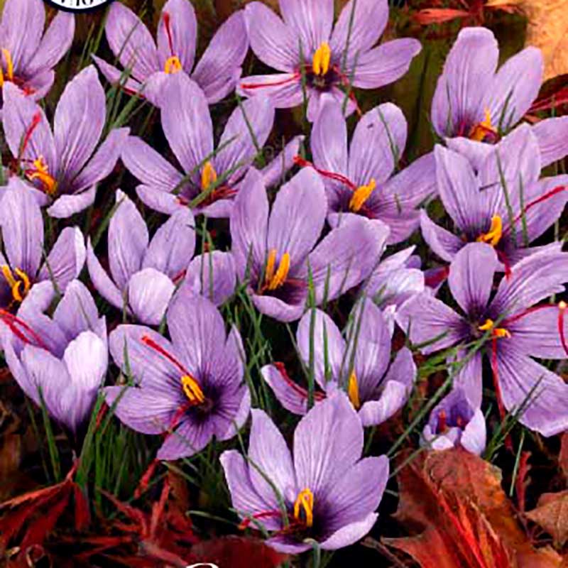 forpackning-saffranskrokus-crocus-sativus.jpg