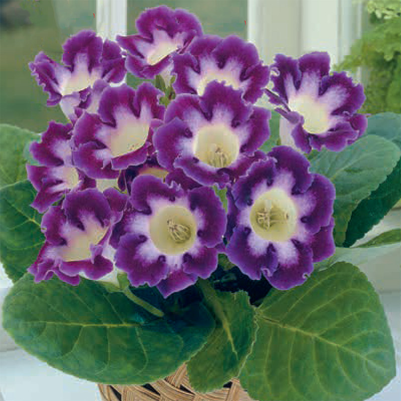 Gloxinia 'Hollywood'
