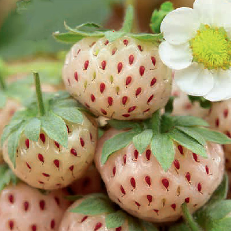 Jordgubbe 'White Pineberry'