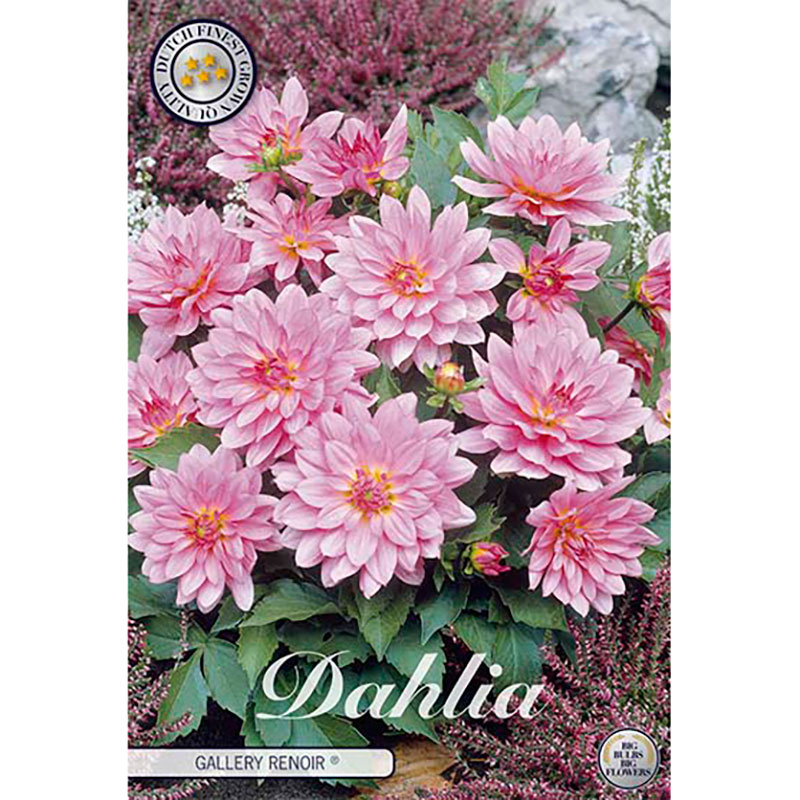 Dekorativdahlia 'Renoir'