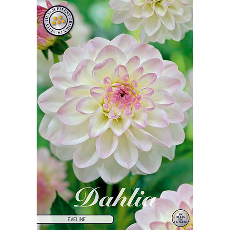 Knöl till Pompondahlia 'Eveline' Köp lökar & knölar online! Wexthuset