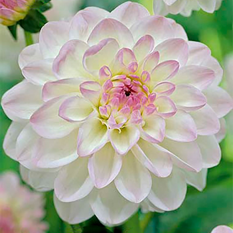 Knöl till Pompondahlia 'Eveline' Köp lökar & knölar online! Wexthuset