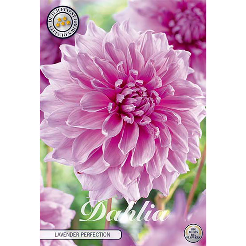 knolar-till-dekorativdahlia-lavender-perfection-s.jpg