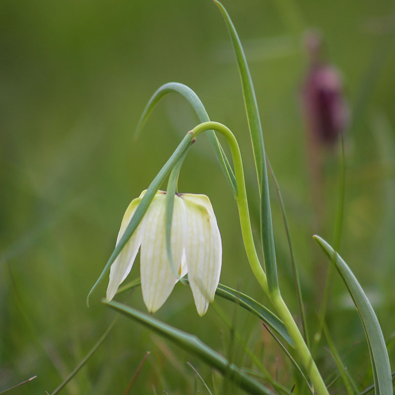 Kungsängslilja 'Alba'