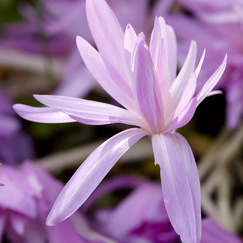 Tidlösa 'Waterlily' har dubbla blommor