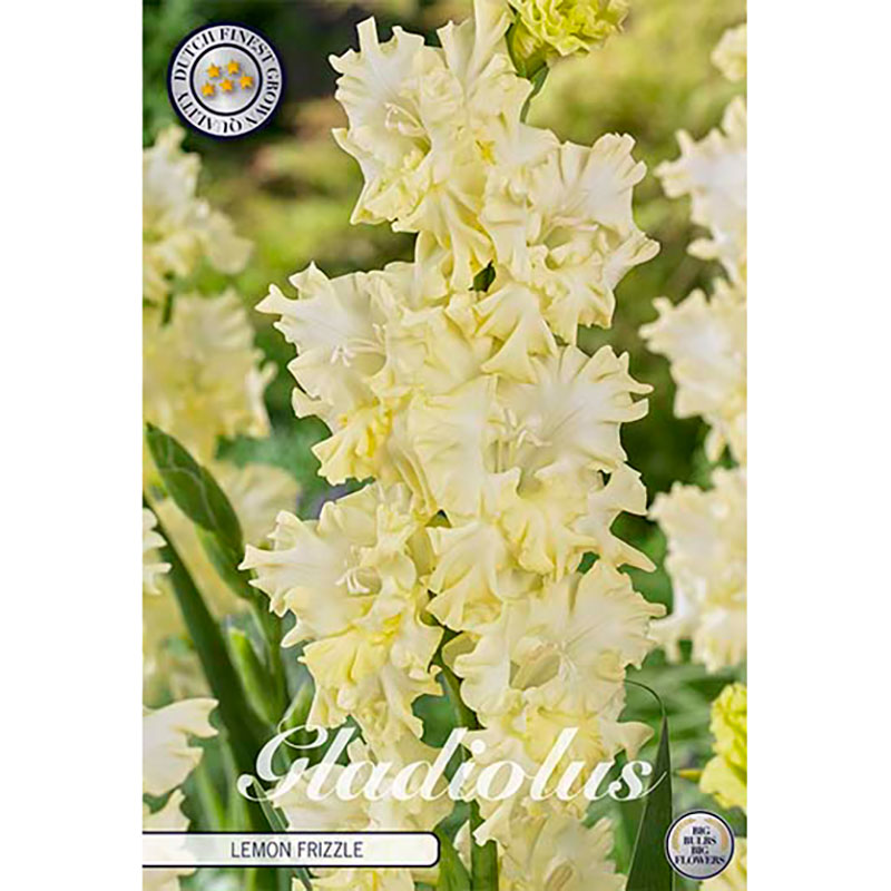 Sam van Schooten Gladiolus ’Lemon Frizzle’