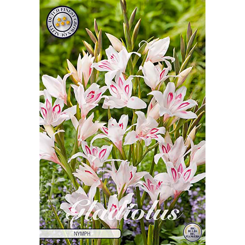 Sam van Schooten Gladiolus ’Nanus Nymph’