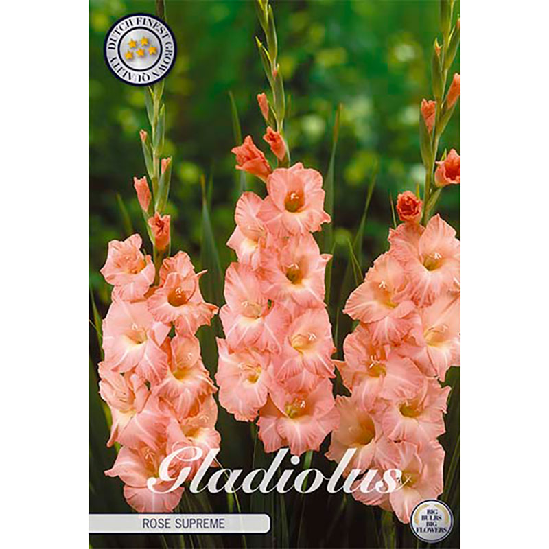 Sam van Schooten Gladiolus ’Rose Supreme’