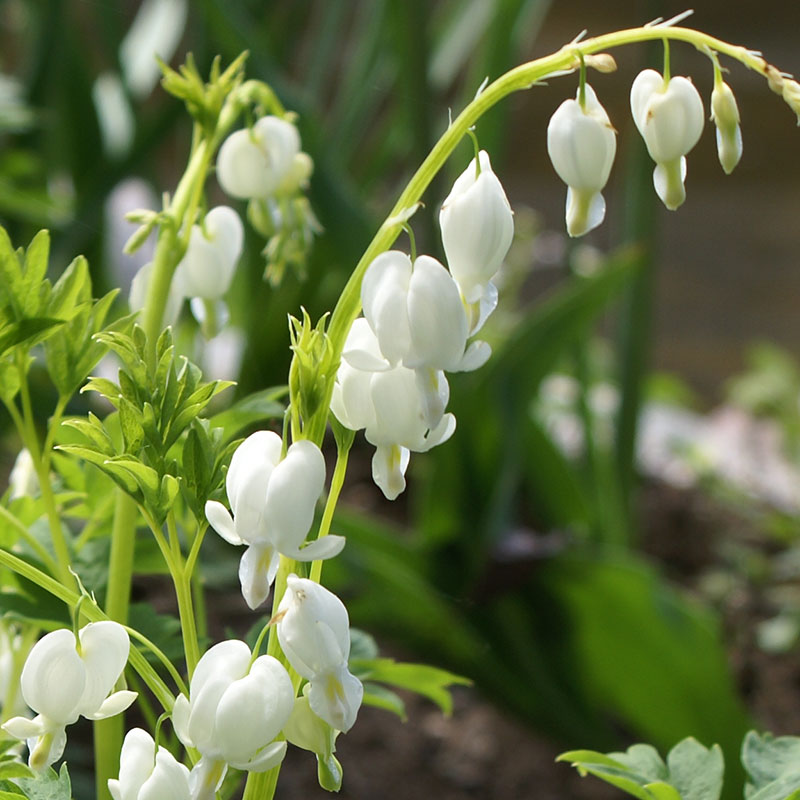 Löjtnantshjärta 'Alba'