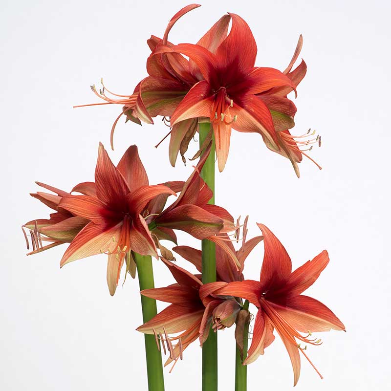 Amaryllis ‘Bogota’ - Köp amaryllislökar | Wexthuset