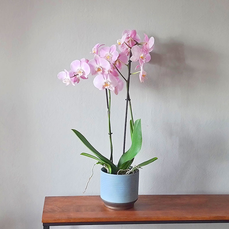 Kruka Suze 15 cm, blå med rosa orkidé