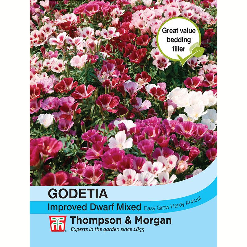 Atlasblomma 'Improved Dwarf Mixed'