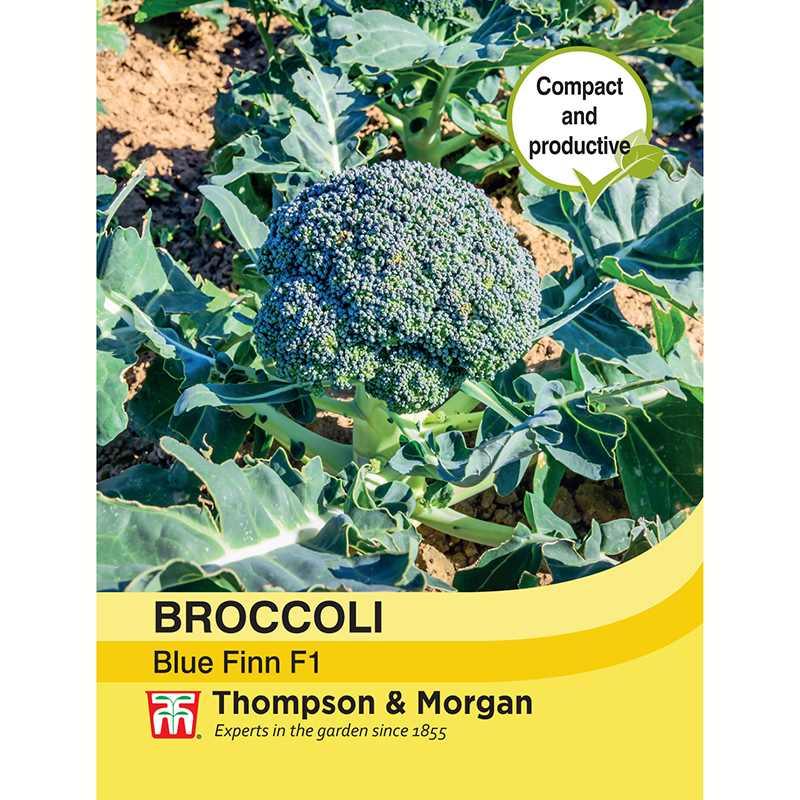 Broccoli 'Blue Finn' F1