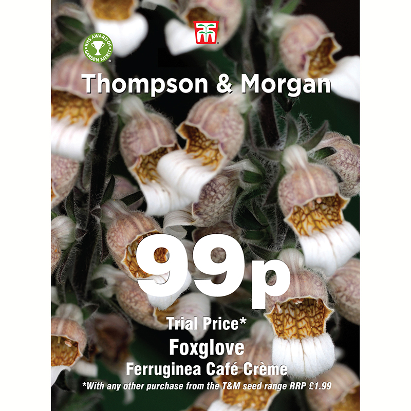 Grekisk fingerborgsblomma 'Cafe Creme'