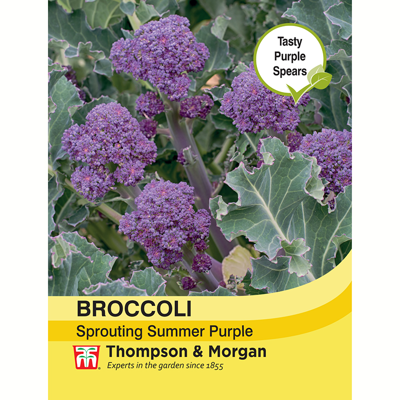 Broccoli 'Sprouting Summer purple'