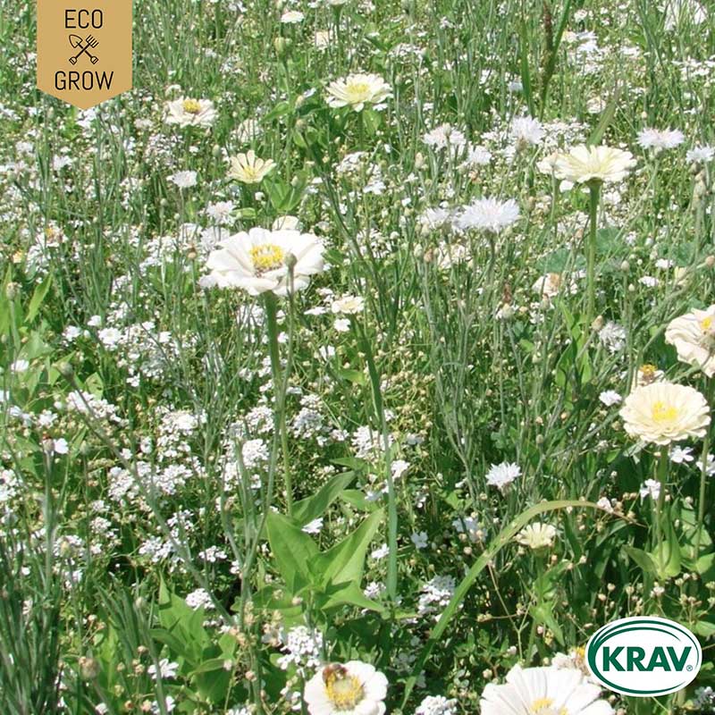 Eco Grow Skåne AB Bukettmix ’White Mix’ ekologisk