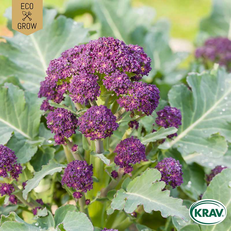 Vinterbroccoli ’Purple Sprouting’ ekologisk