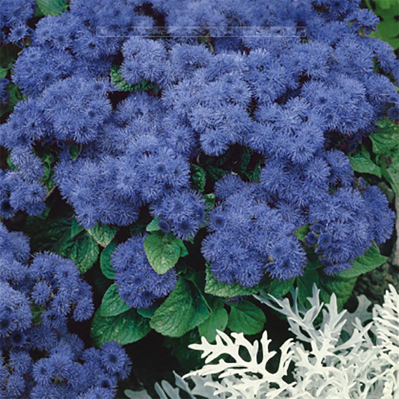 ageratum 'blue ball'