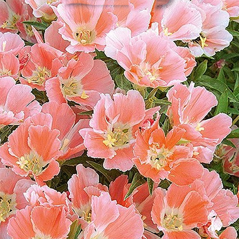 atlasblomma 'salmon princess'