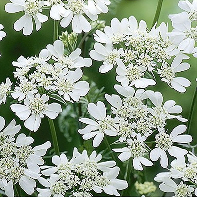 blomsterkörvel 'white lace'