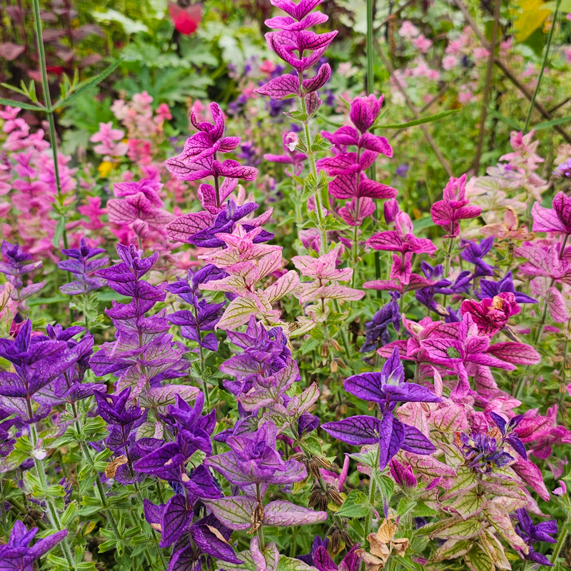 broksalvia 'bouquet', mix