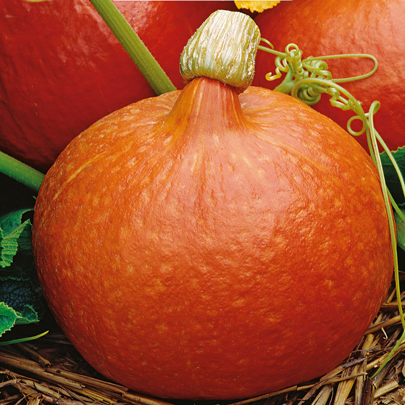 Ekologiskt frö till Jättepumpa, Cucurbita maxima 'Hokkaido Orange'