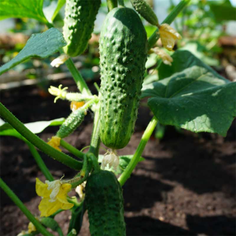 frilandsgurka 'corveta' f1